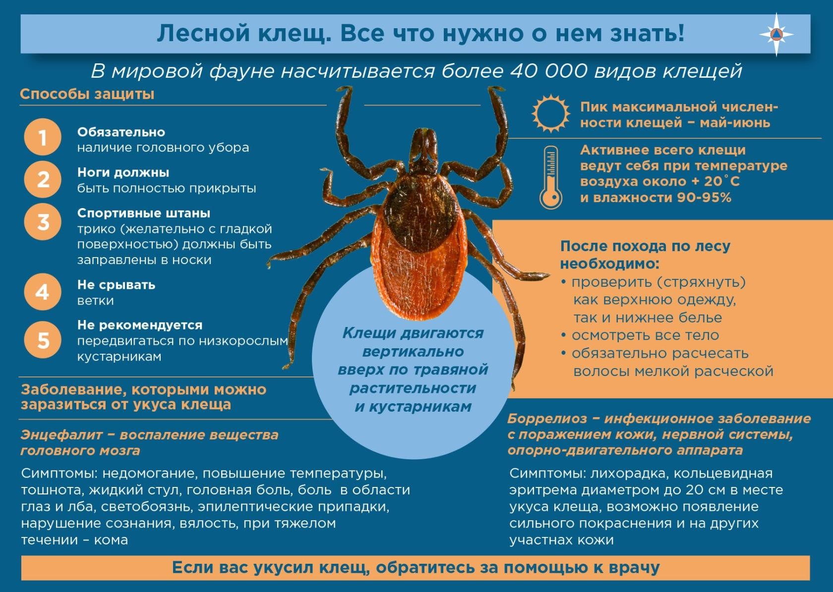клещ 3